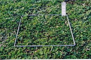 1000 FOO clover winter