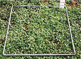 1000FOO clover autumn