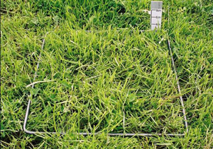 1000 FOO grass pasture