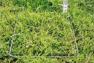 1000 FOO grass autumn