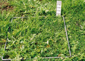 1000 FOO mixed pastures winter