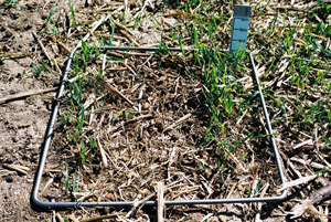 100 FOO stubble autumn