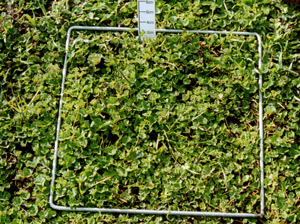 1200 FOO clover pasture