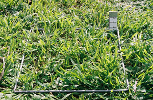 1500 FOO grass winter