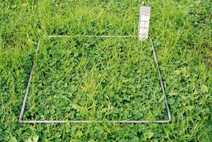 1300 FOO mixed pastures