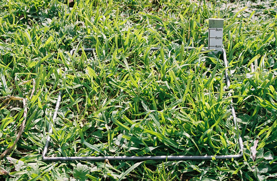 1500 FOO grass pasture