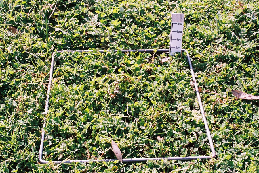 1500 FOO mixed pasture in winter