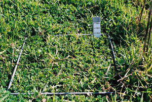 1800 FOO clover pastures