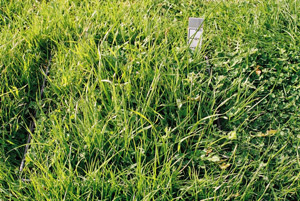 2000 FOO grass pasture