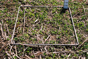 200 FOO stubble autumn