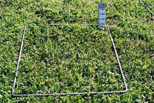 300 FOO grass autumn