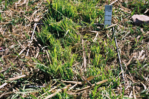 400 FOO stubble autumn