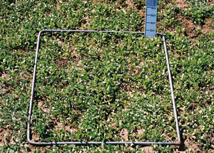 500 FOO clover autumn