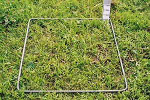 500 FOO grass autumn