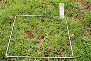 500 FOO grass winter 