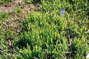 600 FOO stubble autumn