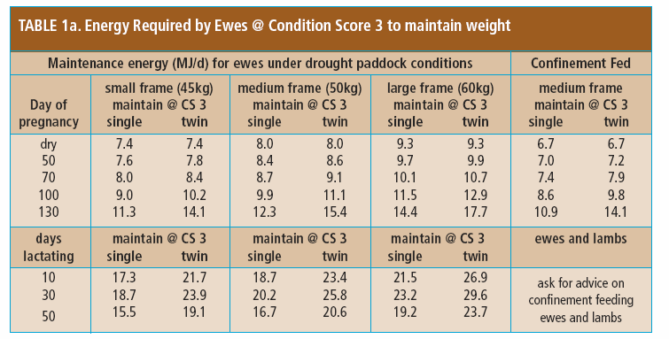 Energy required for ewes in CS 3