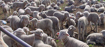 lambs
