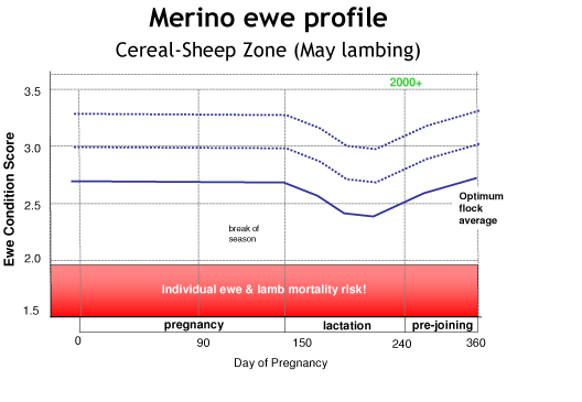 wheatbelt ewe profile